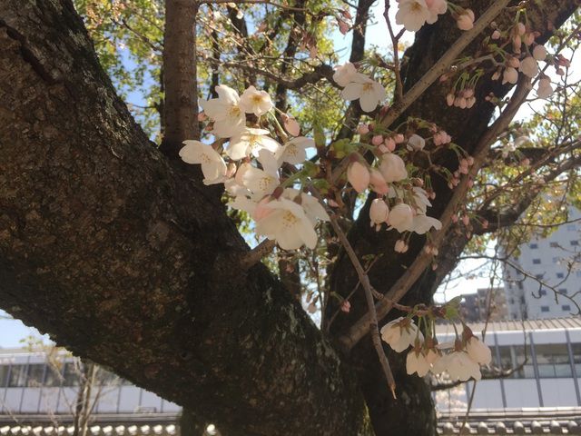 今年最後のお花見