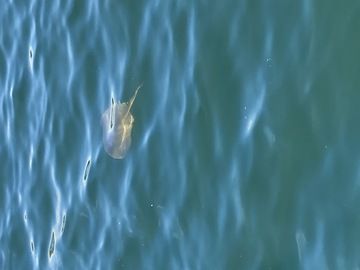 アカエイ目撃!(瀬戸内海の河口付近)