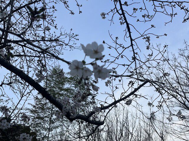 今年の桜