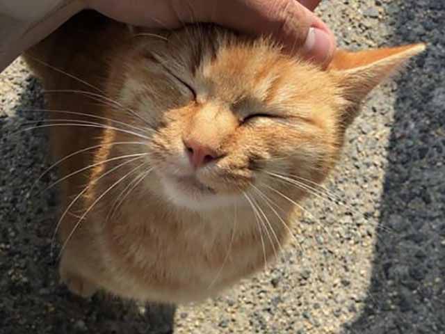 現場への訪問者＜野生の猫＞