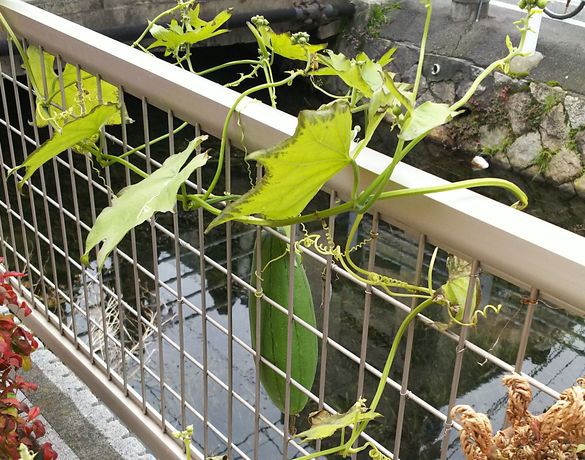 今年こそは