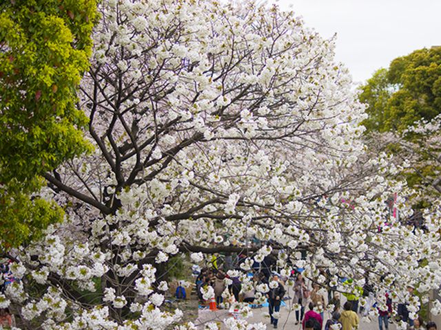 花見