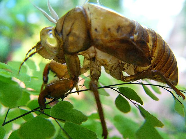 夏告虫