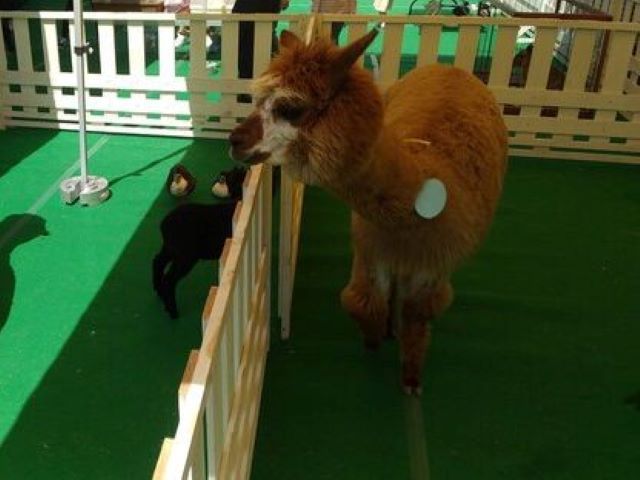 東広島 　パンマルシェ & ふれあい動物園