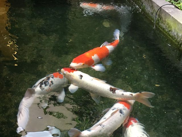 KOI