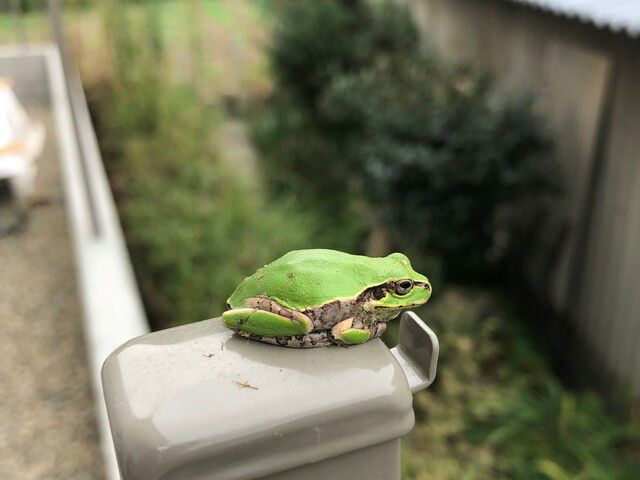 現場への小さな訪問者