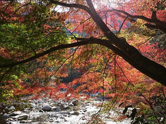 もみじ狩り