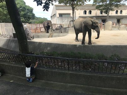 動物との出会い