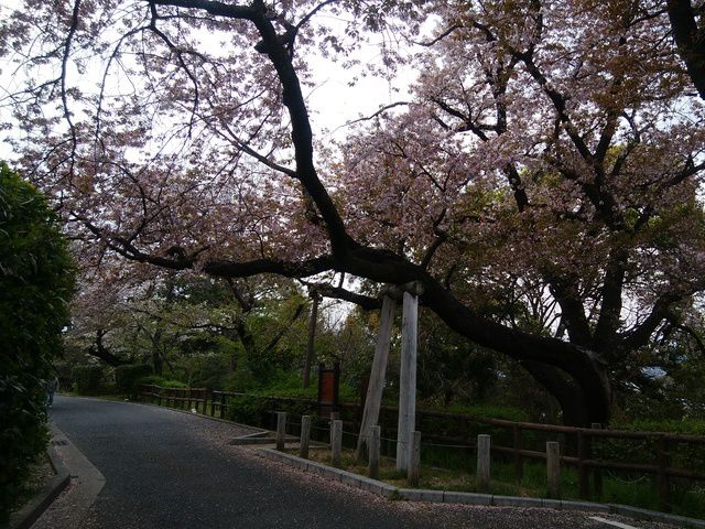 １０００年桜