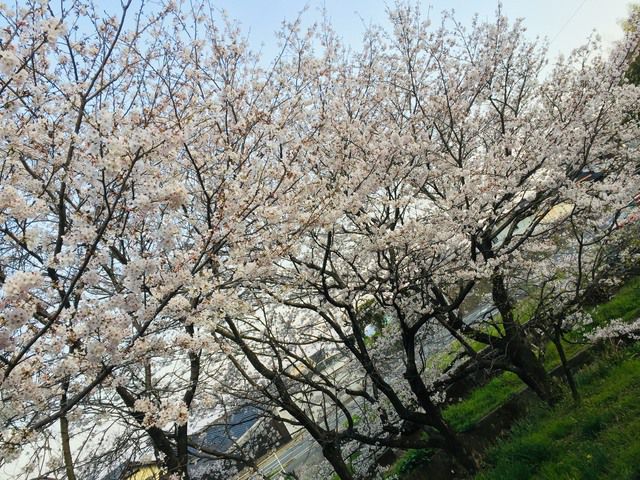 春本番!